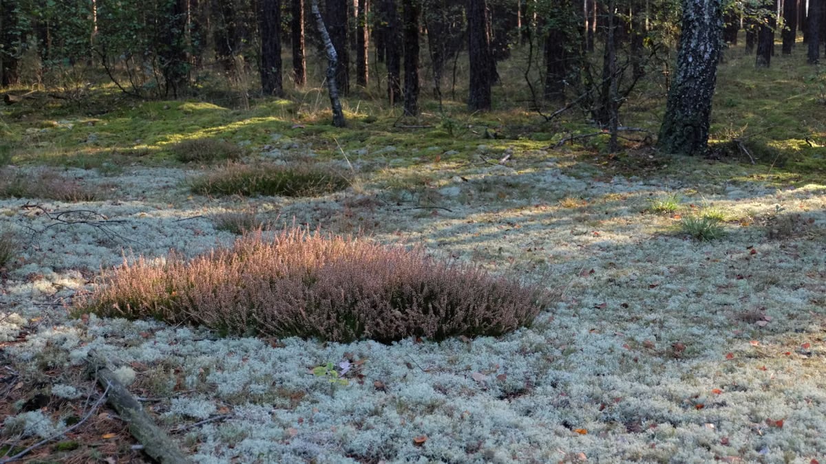 Peaceful forest scene with moss and heather in dappled sunlight showcasing nature's calm beauty.