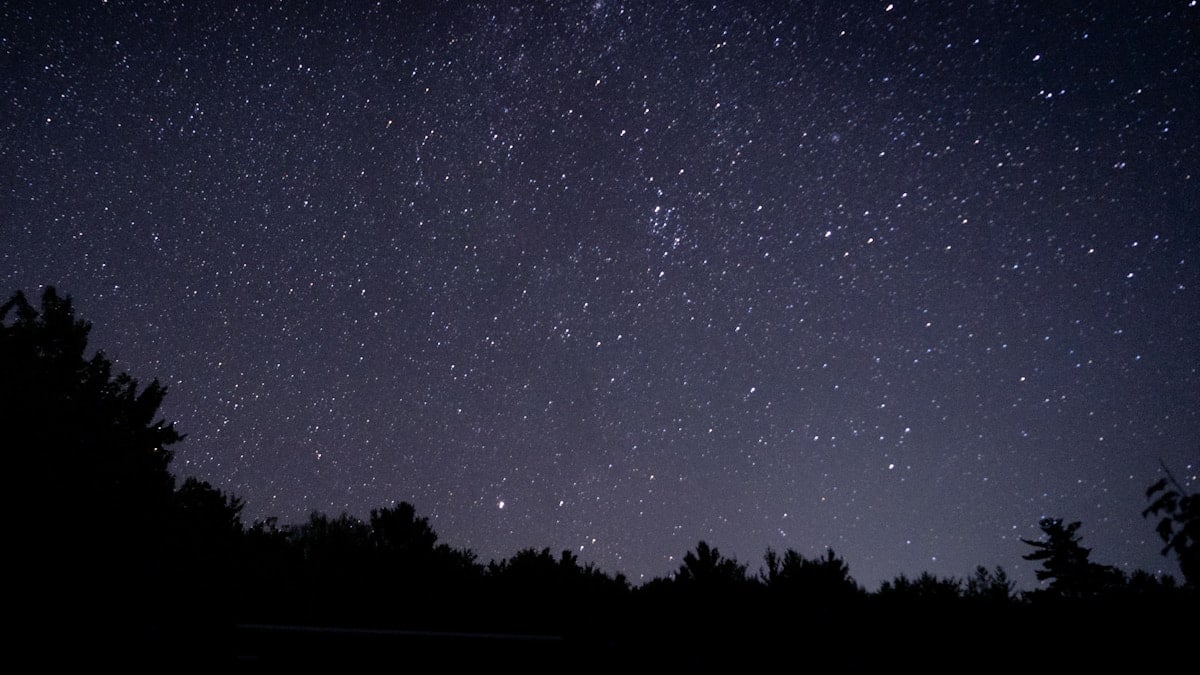 silhouette of trees under starry night